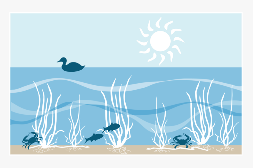Sea Grass Png, Transparent Png