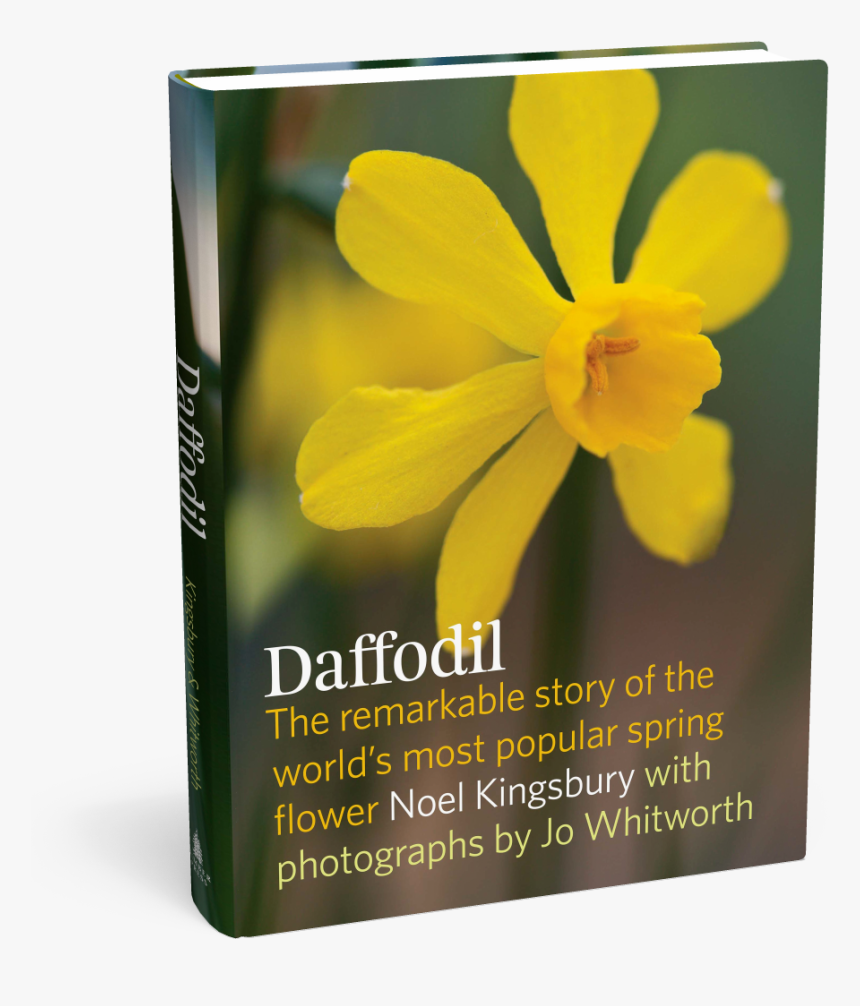 Cover - Narcissus, HD Png Download
