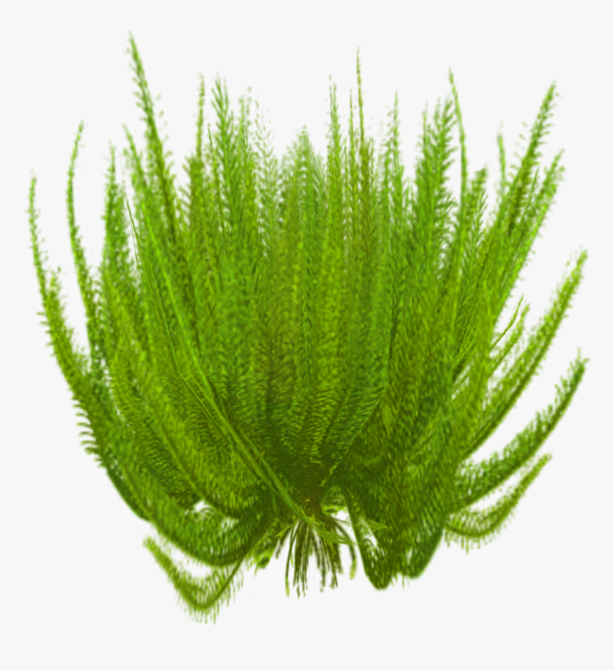 Star Grass Png, Transparent Png
