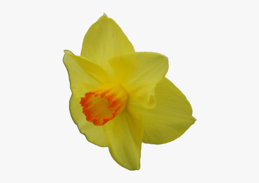 Narcissus, HD Png Download