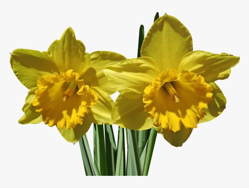 Daffodils, Flower, Stems, Garden, Nature, Spring - Narcissus, HD Png Download