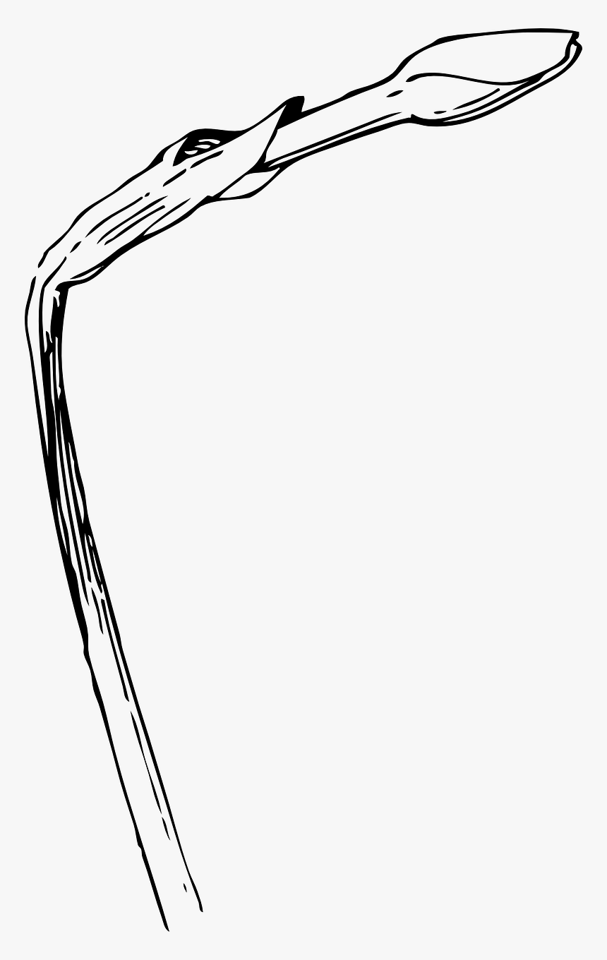 Daffodil Bud Drawing, HD Png Download
