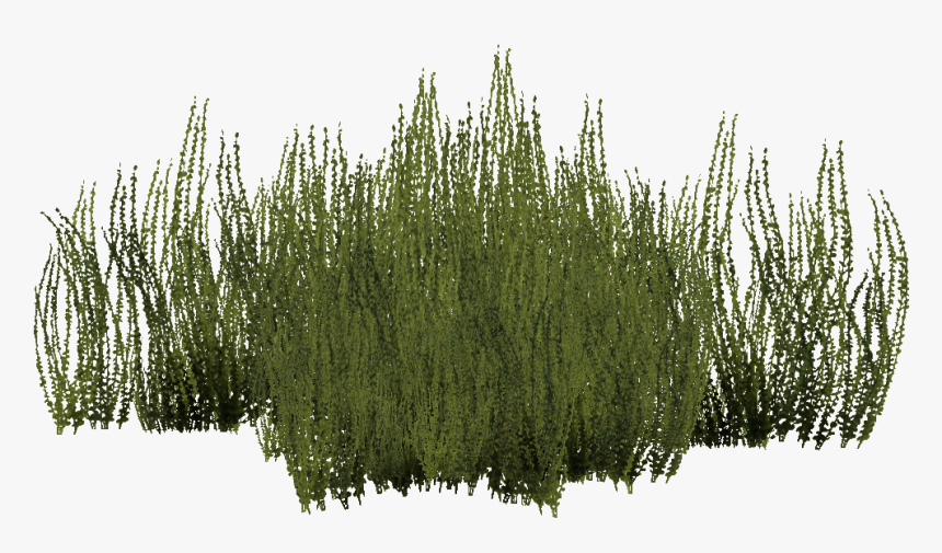 Grass, HD Png Download
