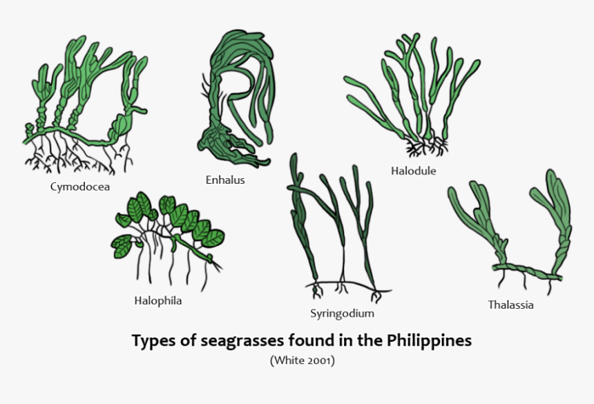Seagrass Species In The Philippines, HD Png Download