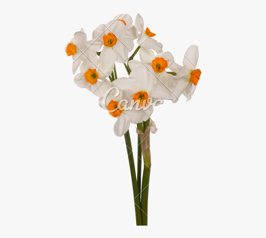 Clip Art Bouquet Of And White - Daffodil, HD Png Download