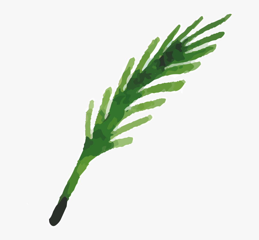 Transparent Herbs Clipart - Grass, HD Png Download
