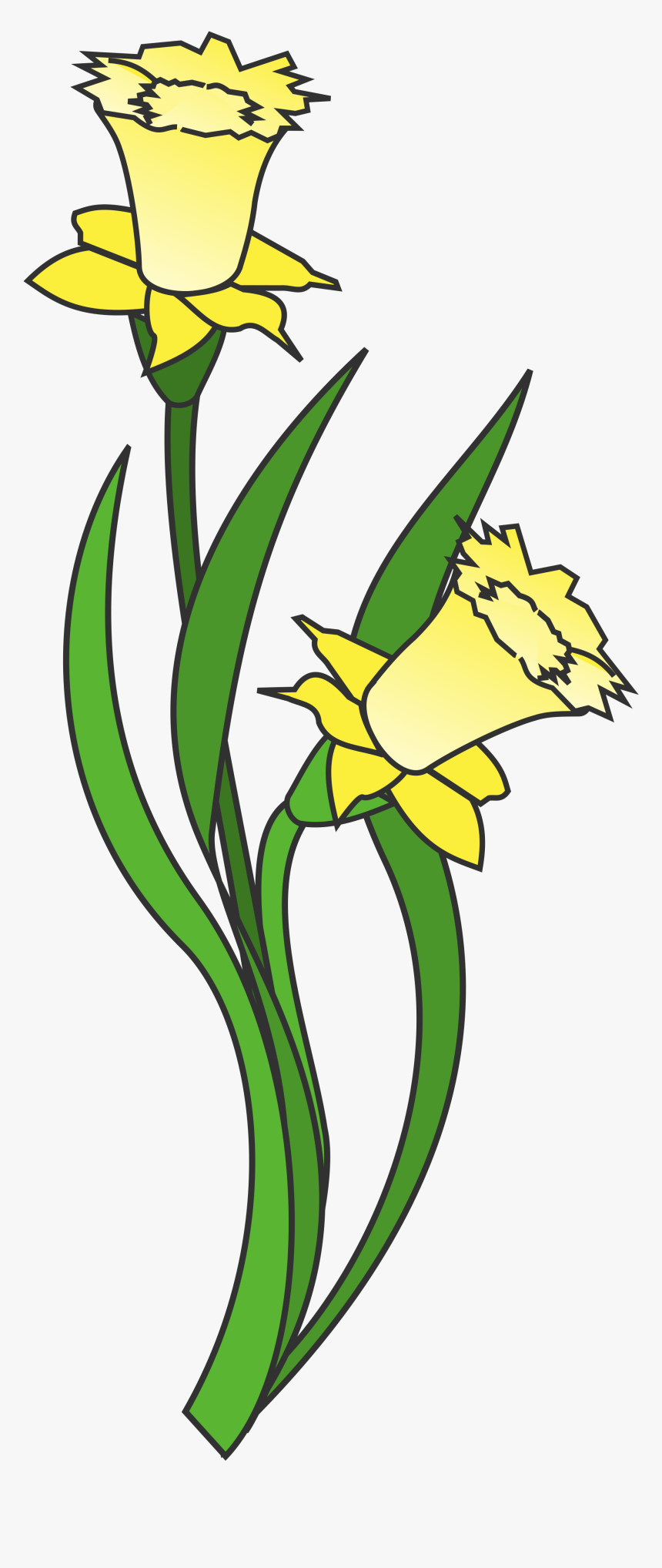 Transparent Narcissus Png, Png Download