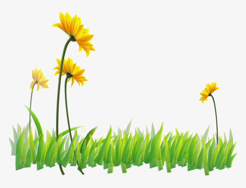 Transparent Narcissus Clipart - Sunflower, HD Png Download