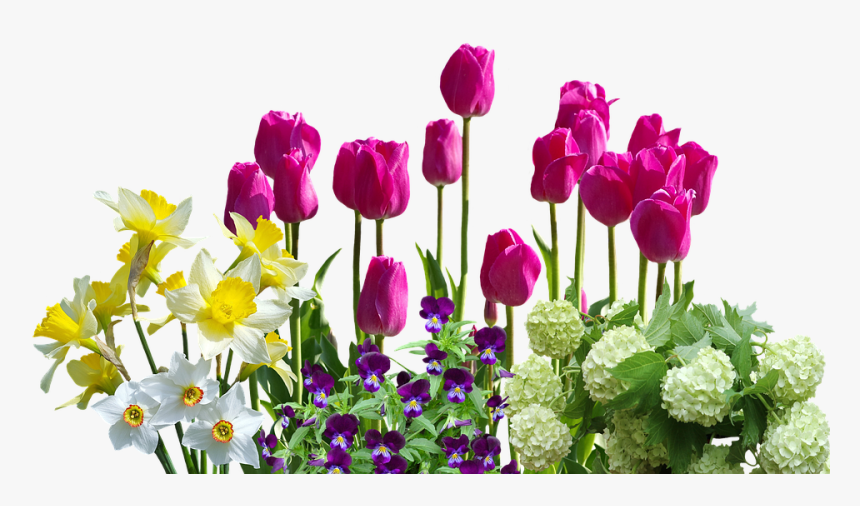 Spring, Daffodils, Tulips, Spring Flowers, Hydrangeas - Electric Switch Board Design, HD Png Download