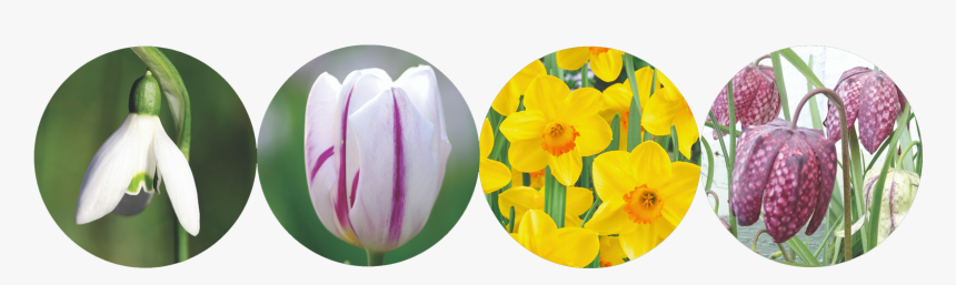 Spring Flowering Bulbs 2019 - Tulip, HD Png Download