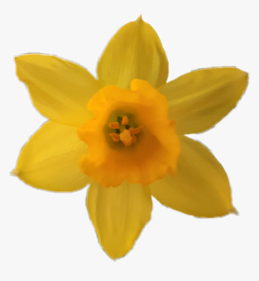 #flower #yellow #yellowflower #daffodil #narcissus - Narcissus, HD Png Download