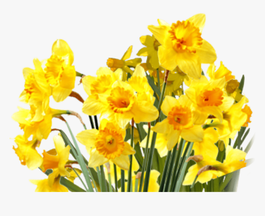Daffodils Png Transparent Images - Transparent Background Daffodils Png, Png Download