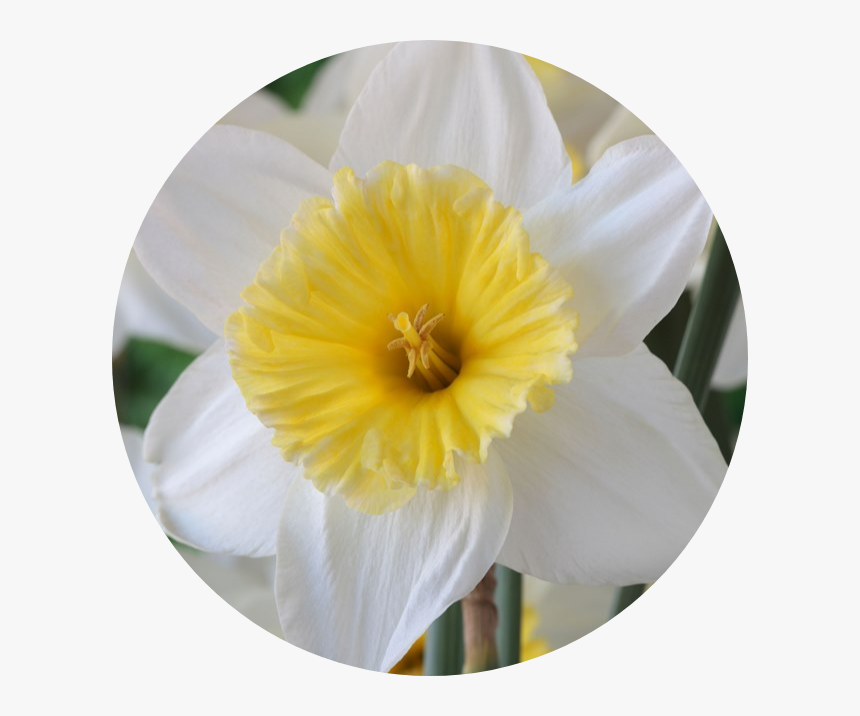 Narcissus, HD Png Download