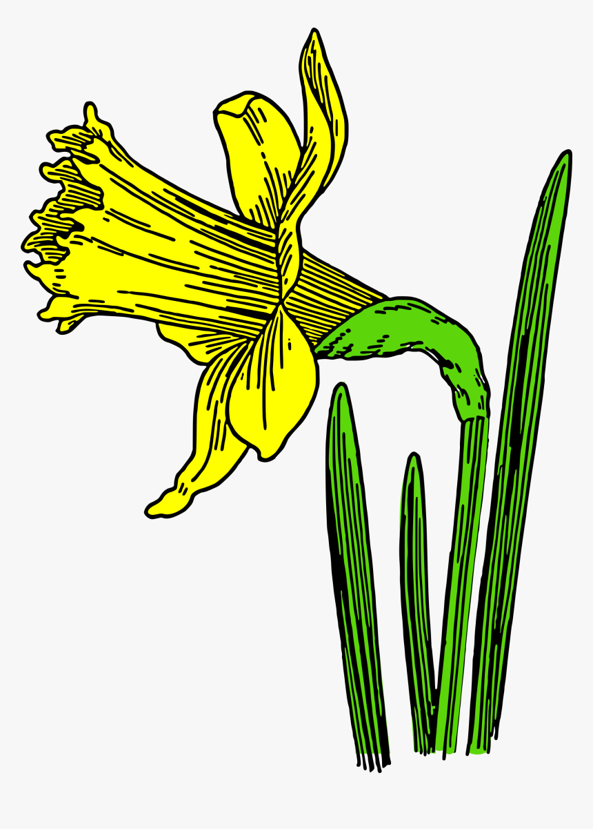 Colored Daffodil Clip Arts - Cartoon Daffodils, HD Png Download