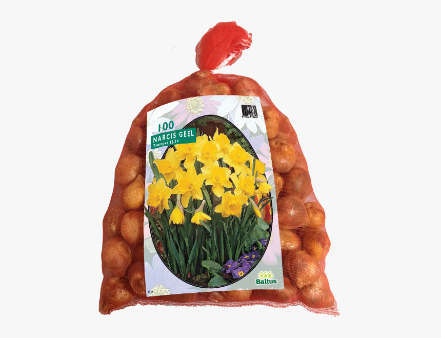Bloembol Narcis, HD Png Download