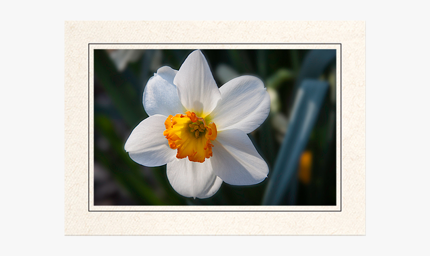 Daffodi - Picture Frame, HD Png Download