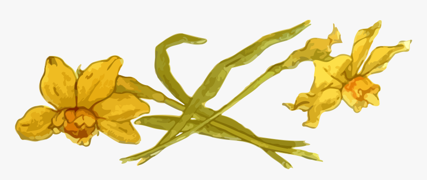 Daffodils Clip Arts - Clip Art, HD Png Download