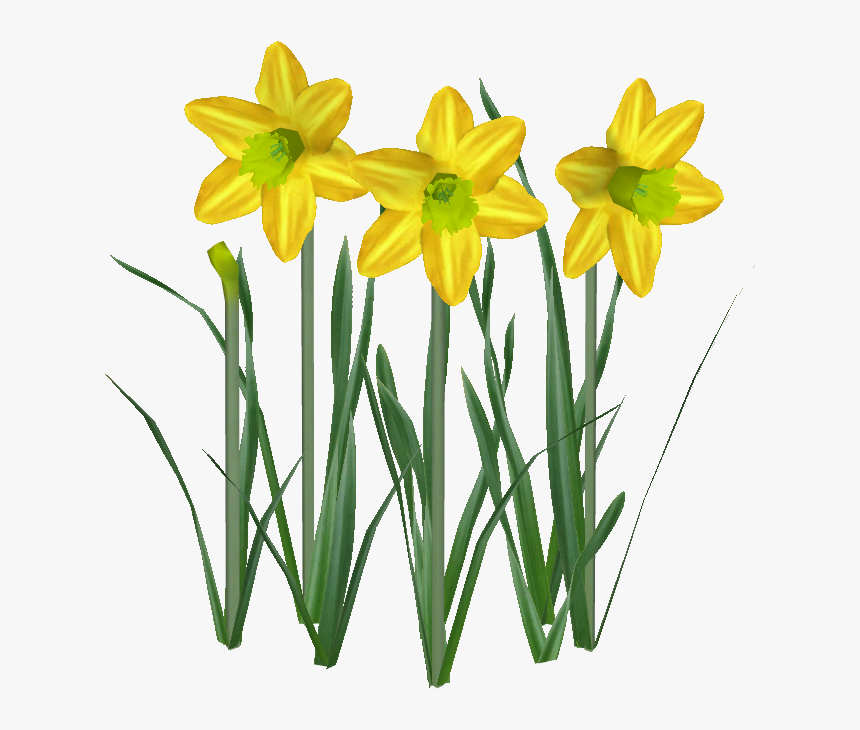 Narcissus, HD Png Download