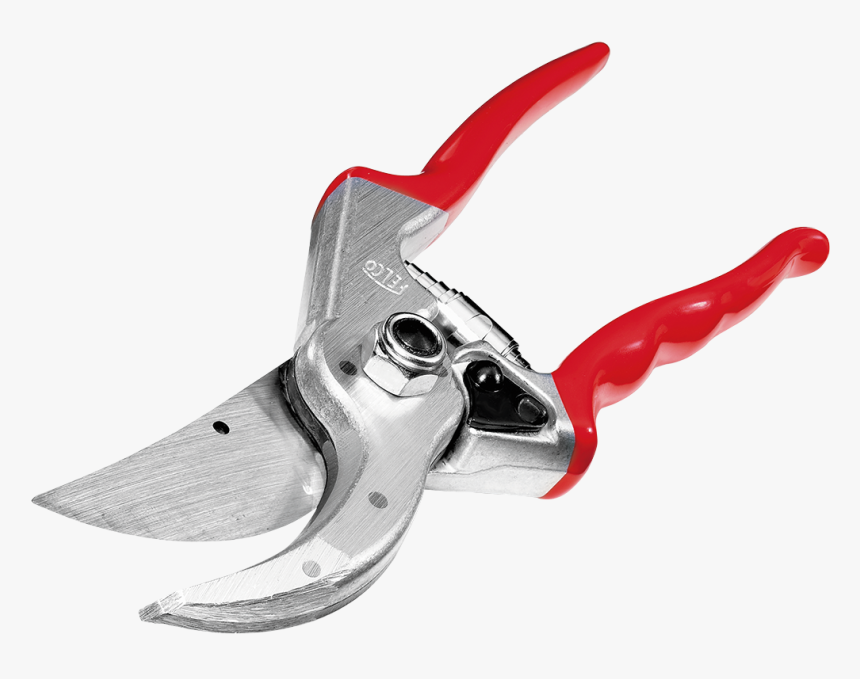 Narcissus Png, Transparent Png