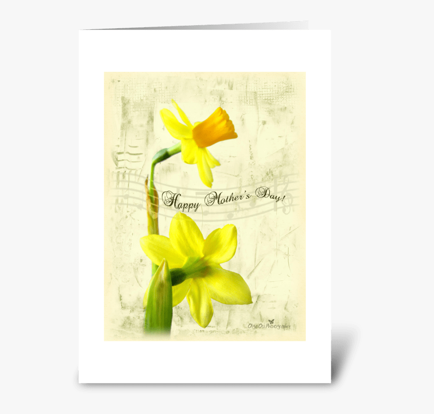 Daffodils For Mother S Day Greeting Card - Narcissus, HD Png Download