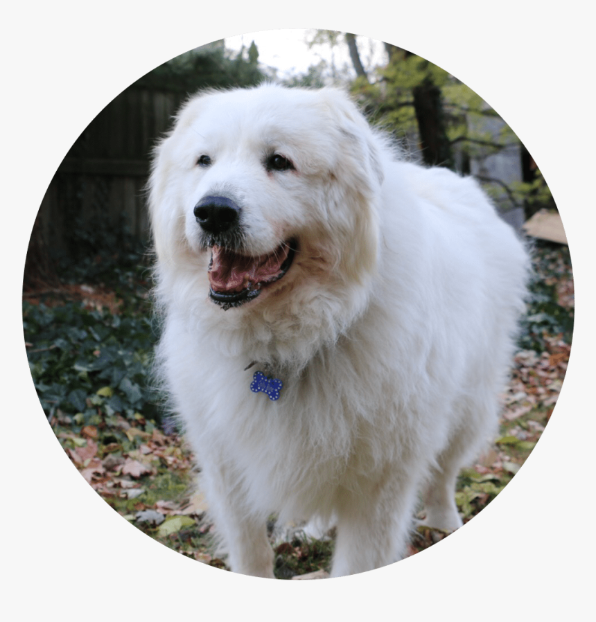 Great Pyrenees , Png Download - Great Pyrenees, Transparent Png