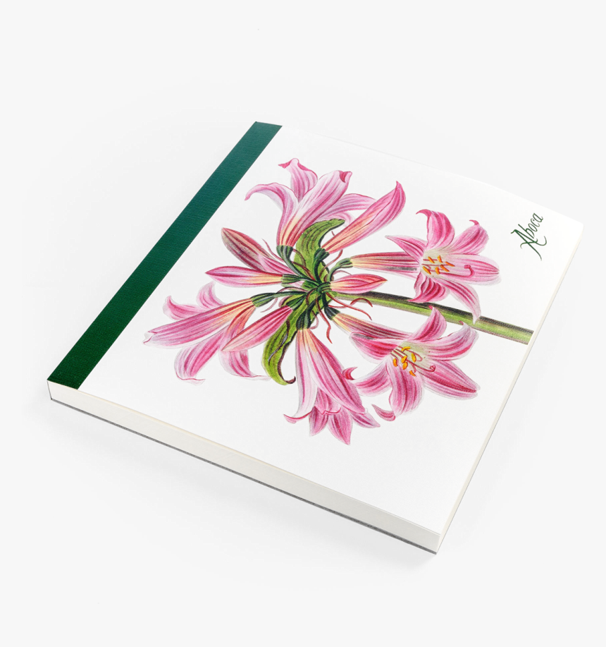 Picture Of Flower Desk Belladonna Lily, HD Png Download