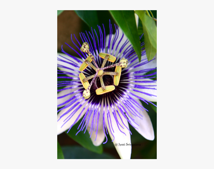 Passion Flower Cross Christ, HD Png Download