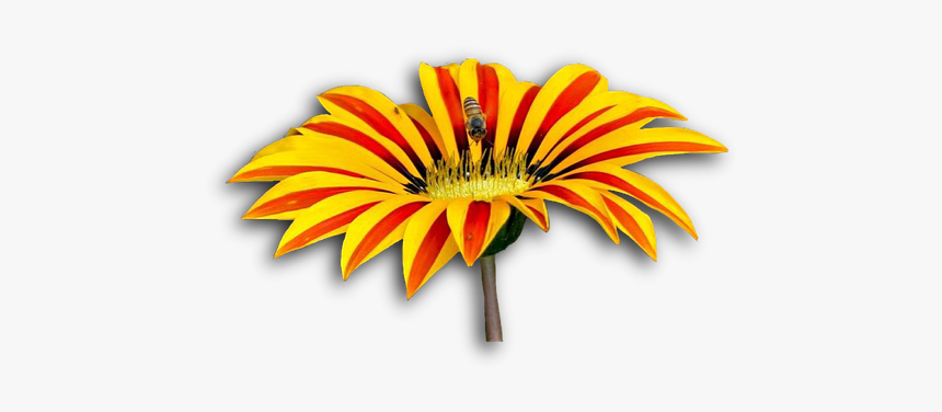 This Alt Value Should Not Be Empty If You Assign Primary, HD Png Download