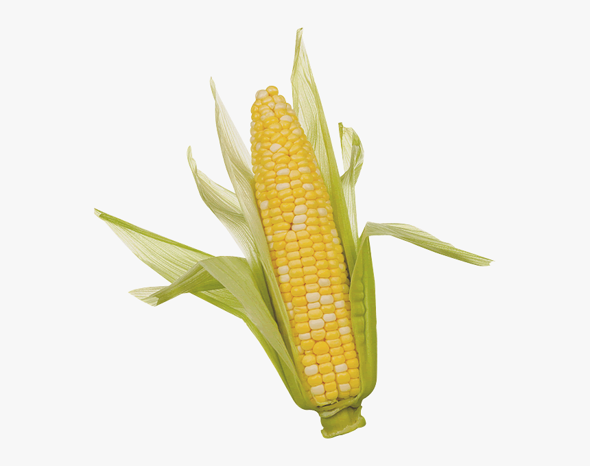 Corn Ear Of Corn Hd Png Download Transparent Png Image Pngitem