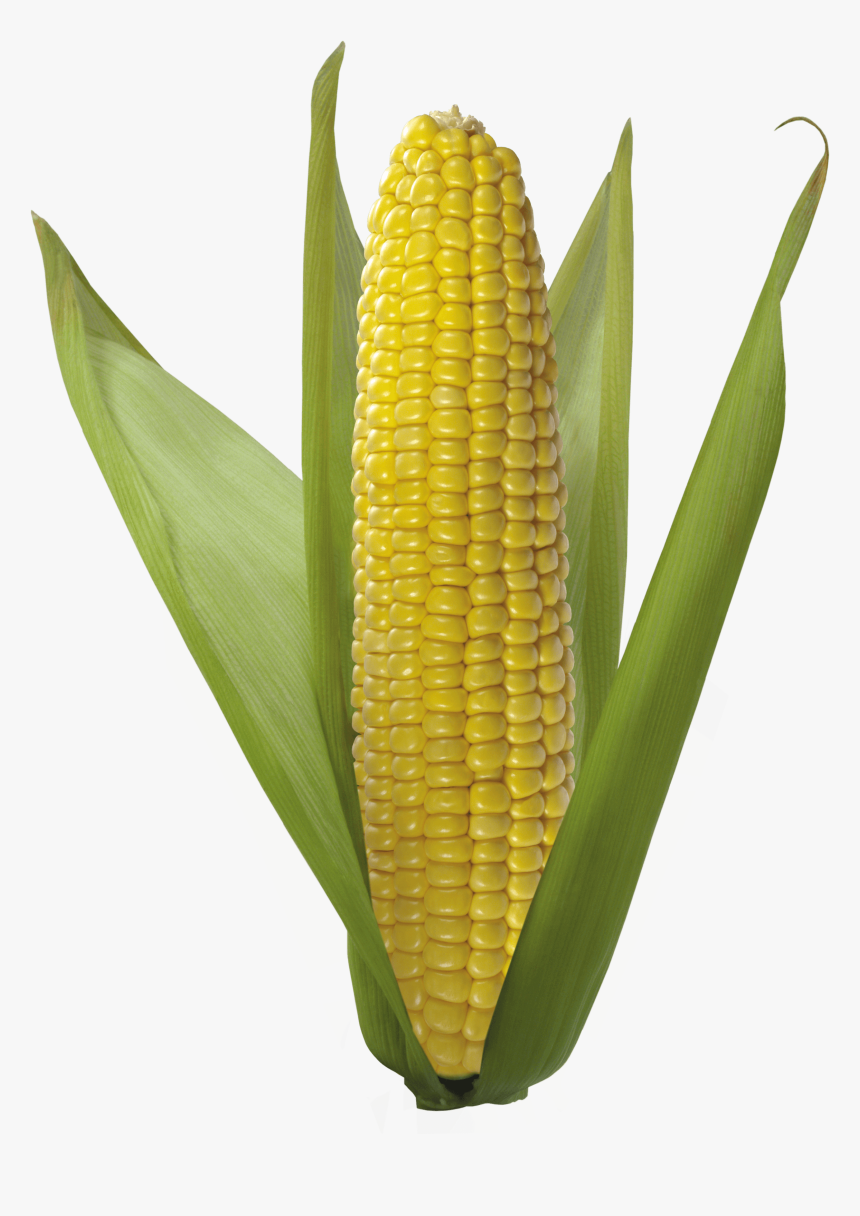 Corn On The Cob,corn Kernels,sweet Corn,corn,corn On - Trump Corn, HD Png Download