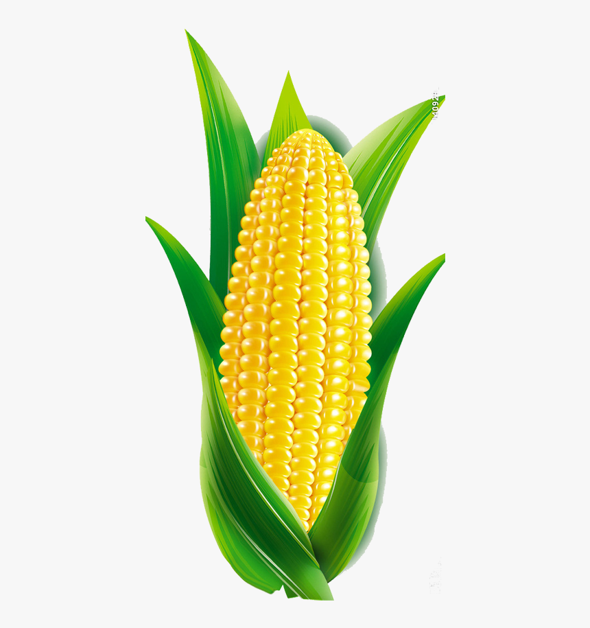 Corn Cartoon Png - Cartoon Maize, Transparent Png