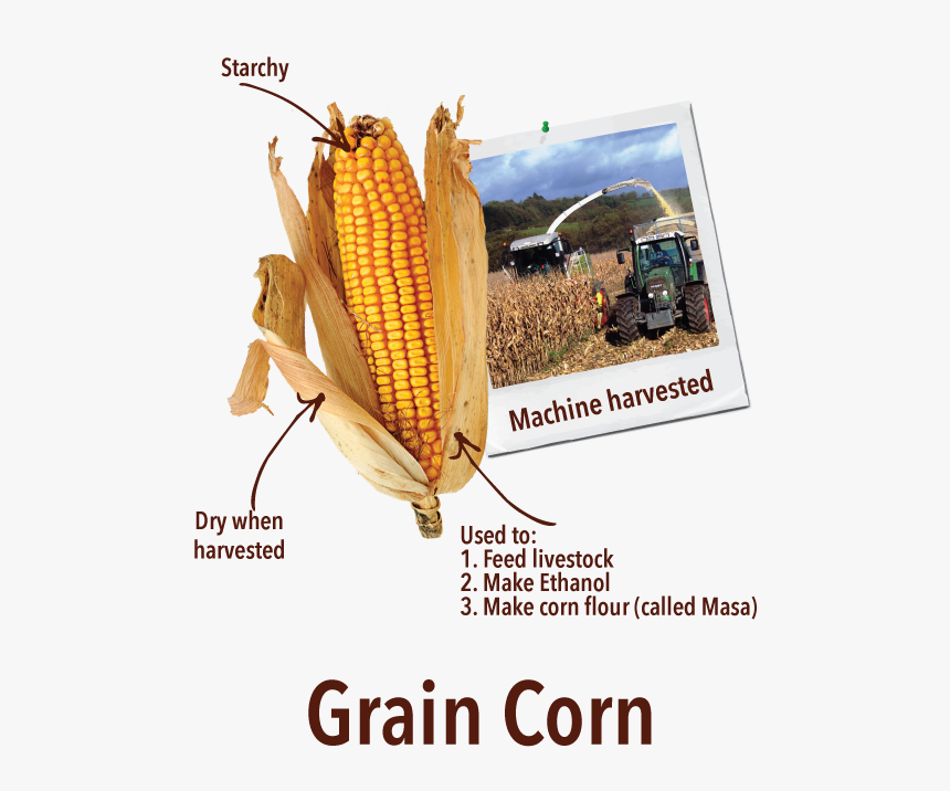 Off The Cob Chips - Sweetcorn Ear, HD Png Download