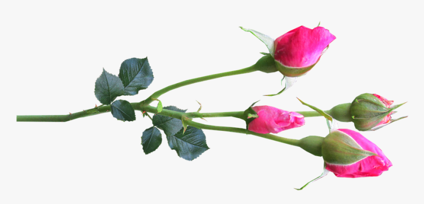 Flower, Stem, Rose, Buds Pink - Rose Buds Png, Transparent Png