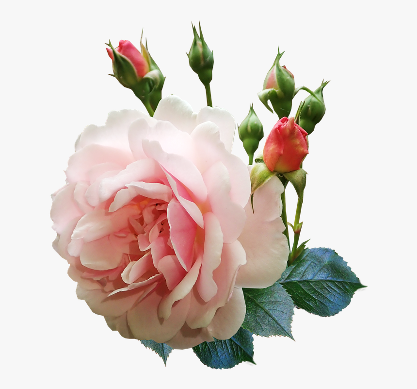 Rose, Flower, Buds, Fragrant, Perfume, Garden, Nature - Rose Flower Buds, HD Png Download