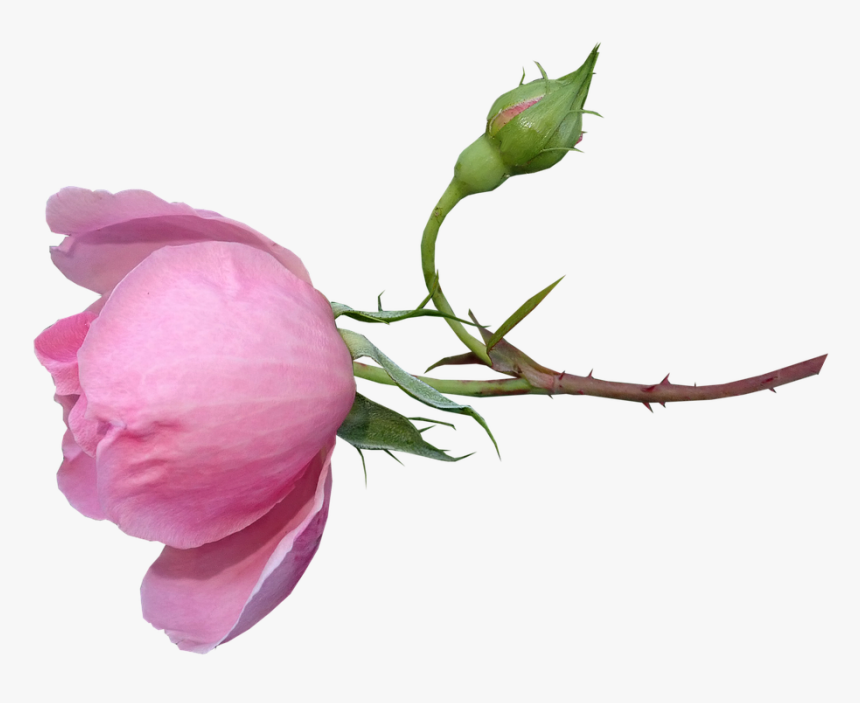 Rose, Fragrant, Perfume, Bud, Stem, Flower, Garden - Garden Roses, HD Png Download