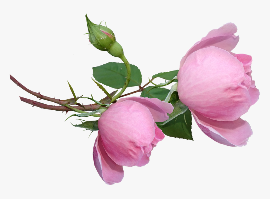 Roses, Buds, Flowers, Garden Nature - Flower Buds Png, Transparent Png