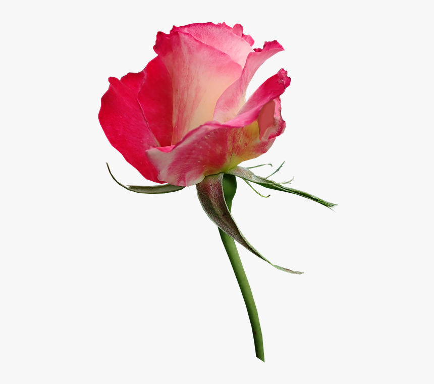Rose, Bud, Fragrant, Cut Out, Isolated, Flower, Perfume - Hybrid Tea Rose, HD Png Download