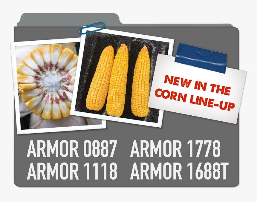 New Corn Line-up Armor 0887, Armor 1778, Armor 1118, - Corn Kernels, HD Png Download