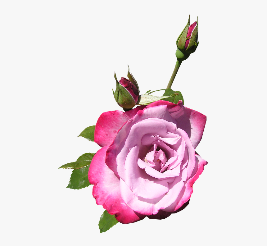 Rose, Flower, Buds, Plant - Floribunda, HD Png Download