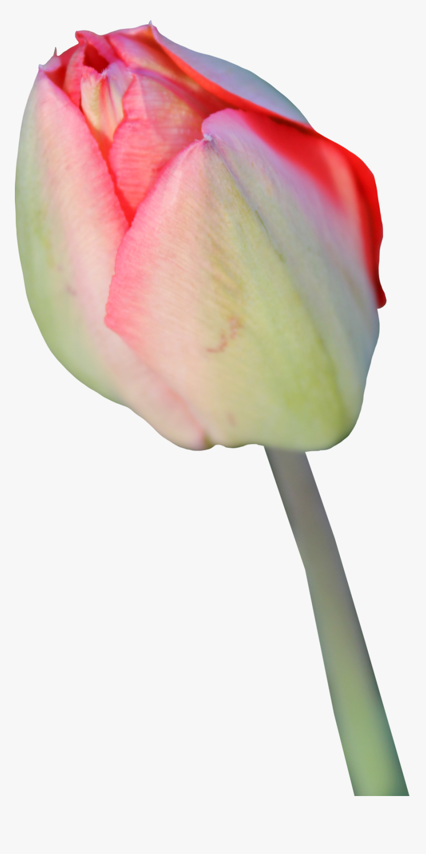 Tulip Transparent Background, HD Png Download