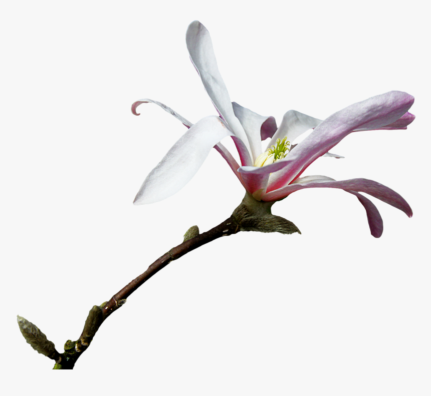 Magnolia Branch Png Free Picture - Graphics, Transparent Png