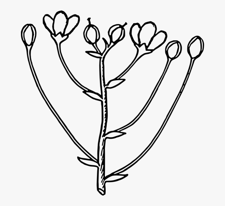 Flower Bud Png - Black And White Bud, Transparent Png