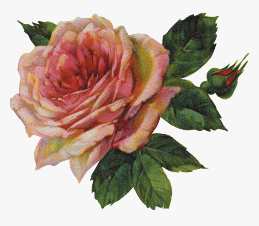 Pink Rose Png Image - Bloom Flower Troye Sivan, Transparent Png