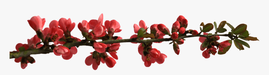Spring Flower Buttons On Branch - Transparent Red Flower Branch, HD Png Download