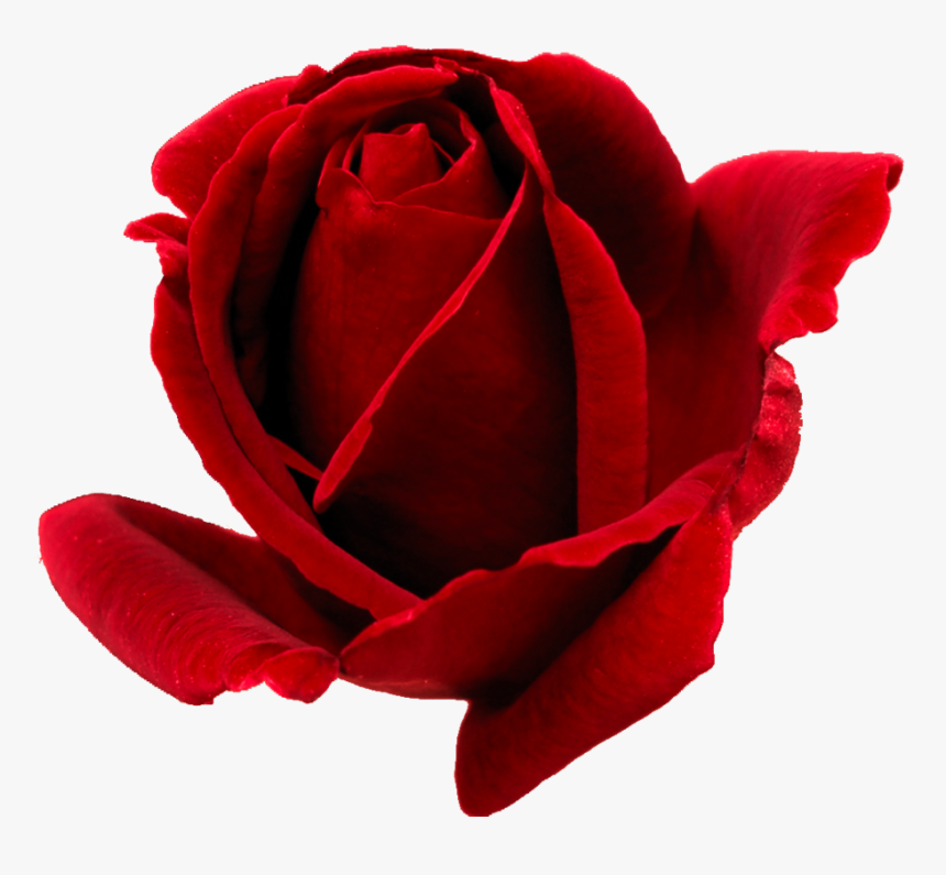 Rose Bud Png, Transparent Png
