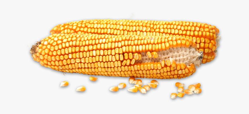 Corn Kernels, HD Png Download