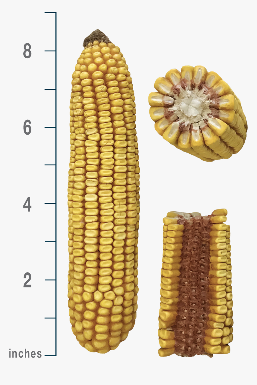 Corn Kernels, HD Png Download