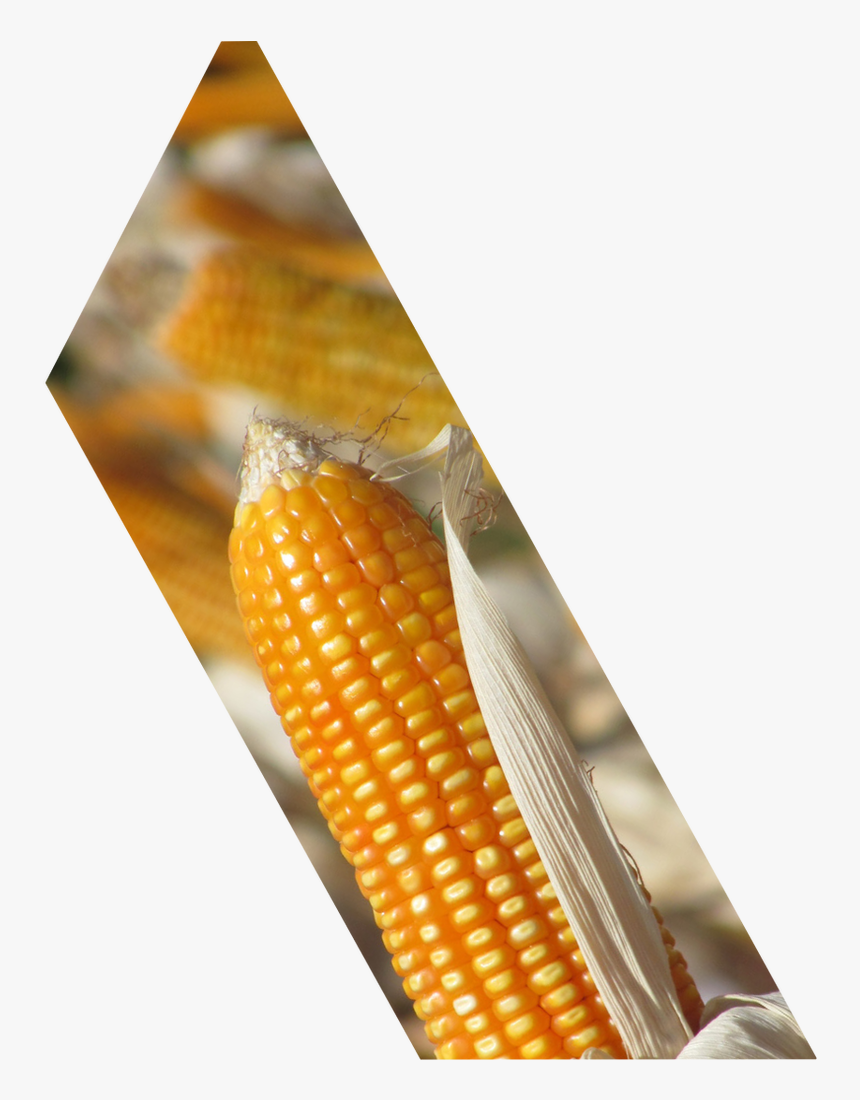 Corn Kernels, HD Png Download