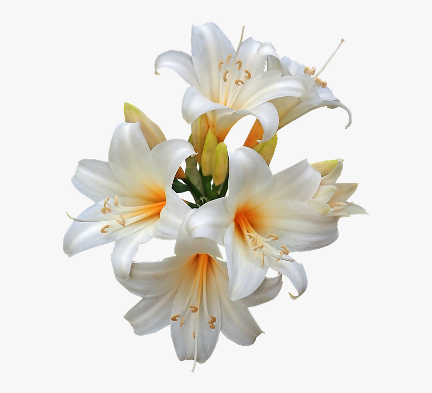 Belladonna, Lilies, Easter Lilies, Fragrant, Cut Out - Easter Lily Png, Transparent Png