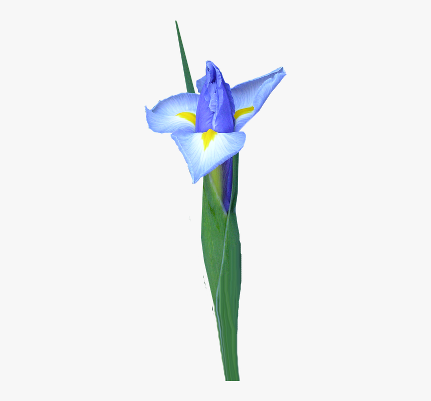 Dutch Iris, Bud, Flower - Dayflower, HD Png Download